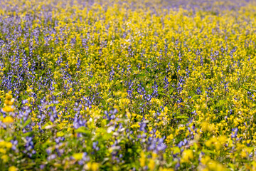Blue lupine flowers and yellow rape flowers in a field among green grasses on a sunny day. Summer.