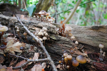 Close up of mushrooms growing on a rotten log