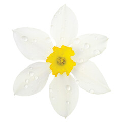 White daffodil narcissus L. blooming flower head, isolated flat lay, rain water droplets, yellow amaryllis jonquil stamen dew drops, detailed macro closeup dewdrops studio shot, large vibrant raindrop
