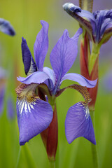 Velvety violet blue Siberian Iris Sibirica L. 'Tropic Night' flowers, large detailed vertical...