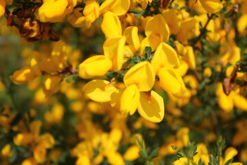 Yellow Scotch Broom, yellow flowers on the side of the road. North America spring