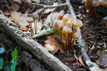 Close up of mushrooms growing on a rotten log