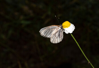Early in the morning, dew-covered butterflies wait for the sun to come out and dry them to fly.