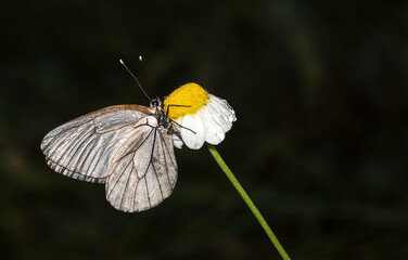 Early in the morning, dew-covered butterflies wait for the sun to come out and dry them to fly.