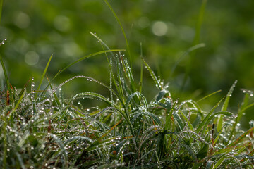 Morning dew drops on the grass.