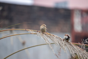 Two sparrows searching for food in the winter season.