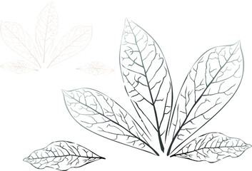 Bay leaf - isolated leaf silhouettes.  illustration on a white background. Illustration in the style of herbal engraving. Detailed sketch. The best solution for logo, menu, label, badge, stamp design