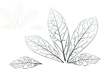 Fototapeta premium Bay leaf - isolated leaf silhouettes. illustration on a white background. Illustration in the style of herbal engraving. Detailed sketch. The best solution for logo, menu, label, badge, stamp design