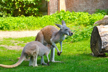 Close-up of a kangaroo in an animal park.