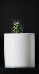 mini cactus in a white ceramic pot on a black background