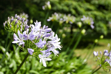 Obraz premium Agapanthus umbrella