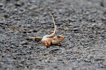Oriental garden lizard, eastern garden lizard, Indian garden lizard (Calotes versicolor), an agamid lizard observed near Satara in Maharashtra, India