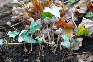 Close up of mushrooms growing on a rotten log