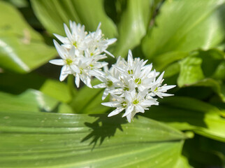 Ramson, Allium ursinum