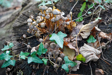 Close up of mushrooms growing on a rotten log