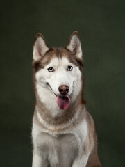 portrait of funny husky studio shot