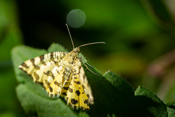 butterfly on leaf