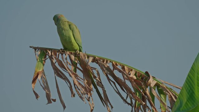 Rose-ringed parakee (Psittacula krameri) or Indian ringneck parrot male perching on Banana tree