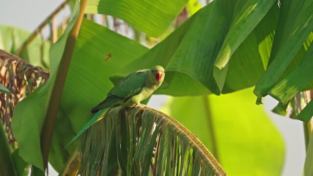 Rose-ringed parakee (Psittacula krameri) or Indian ringneck parrot female perching on Banana tree and flying