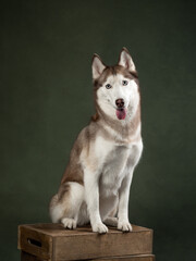 portrait of funny husky studio shot