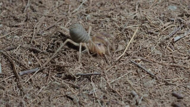 Sun Spider In nocturnal activity on desert soil digging in the ground