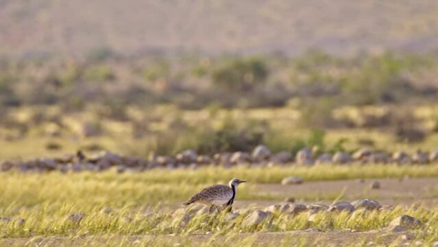 Houbara Bustard (Chlamydotis undulata) running in a hiding position and then Standing and eating grass