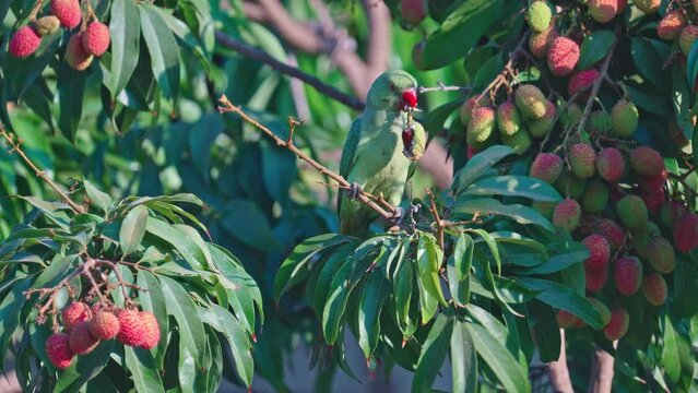Rose-ringed parakee (Psittacula krameri) or Indian ringneck parrot female eating Lychee fruits from the tree