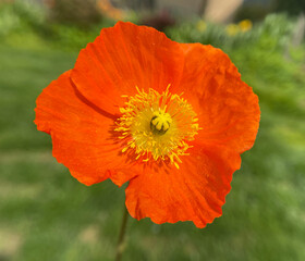 Icelandic poppy, Papaver nudicaule