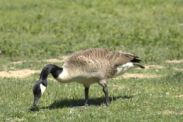 goose grazing