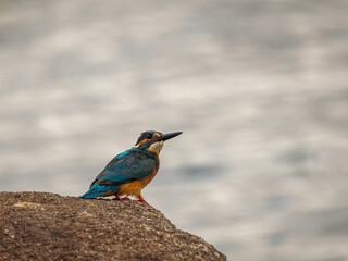 Common kingfisher (Alcedo atthis). Bird in its natural environment.
