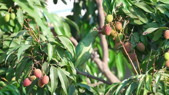 Rose-ringed parakee (Psittacula krameri) or Indian ringneck parrot female eating Lychee fruits from the tree