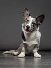 portrait of corgi-cardigan blue merle with different eyes