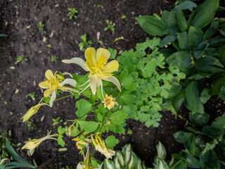 Yellow flowers of unusual shape in the garden