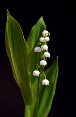 Lily-of-the-valley, Convallaria majalis