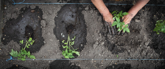 Senior caucasian woman hands planting tomato seedlings in the soil. Close up of spring work in the garden. Flat lay