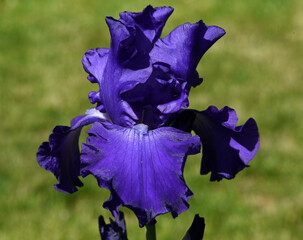 Irises, Iris Barbata-Elatior, Blue Rhythm