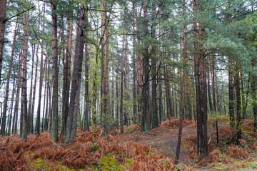 Looking in to a pine forest