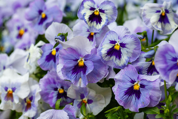 Blue viloa close up in garden. Beautiful flowers of viola in summer time - obrazy, fototapety, plakaty