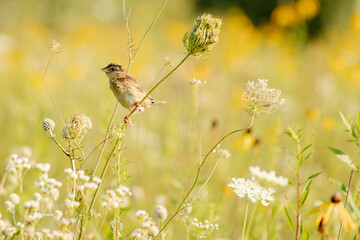 Bird on Wildflower stem