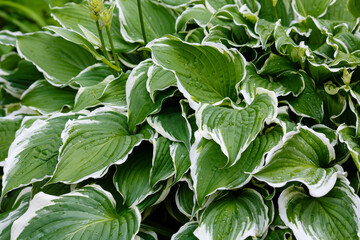 Green leaves Hosta in drops of water, raindrops close up in garden. Natural green background
