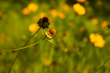 Wildflower Bloom