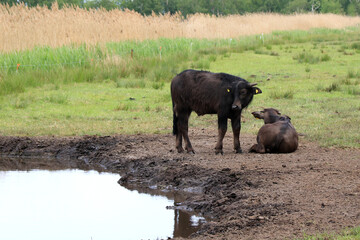Wasserbüffel Jungtier auf der Weide