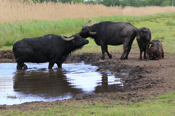Wasserbüffel mit Jungtieren auf der Weide