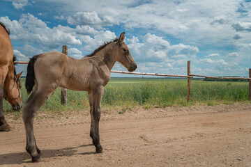 A young skinny foal is playing next to a farm.