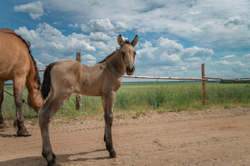 A young skinny foal is playing next to a farm.