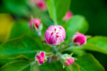 Pink buds of unopened apple tree flowers on a branch on a sunny day against a green foliage background. Spring bloom in a garden or park