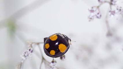 Tender photo of a ladybug and flowers