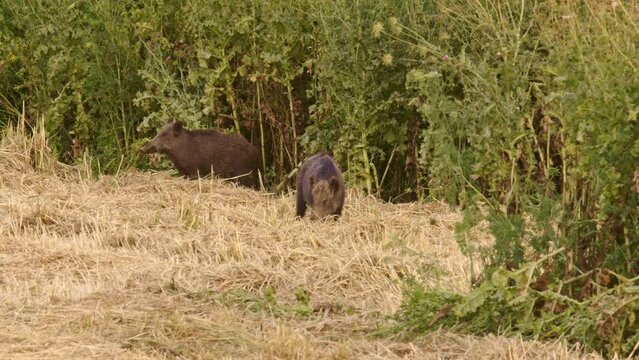 Wild Boar (Sus scrofa ) eating hay in a harvested field
