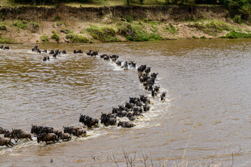 Wildebeests (Connochaetes) crossing Mara river at the Serengeti national park, Tanzania. Great migration. Wildlife photo