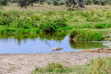 Nile crocodile (Crocodylus niloticus) resting in a water at Serengeti national park, Tanzania. Wildlife photo